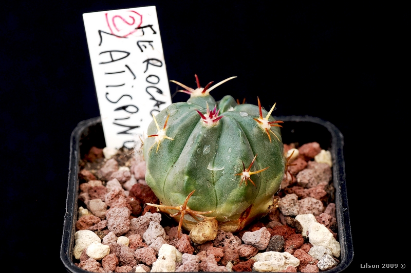 Ferocactus latispinus 