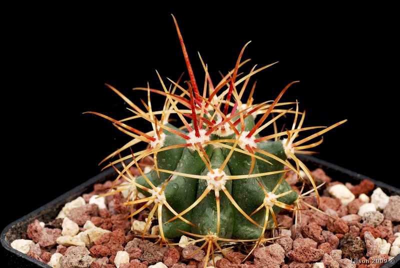 Ferocactus cylindraceus v. rostii 