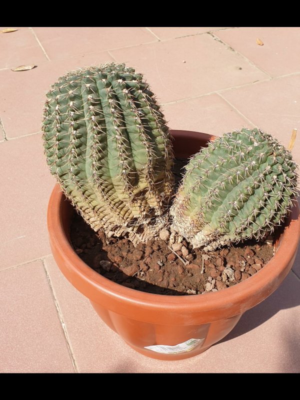 Gymnocalycium  