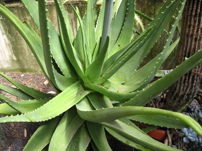 Aloe vera x arborescens 