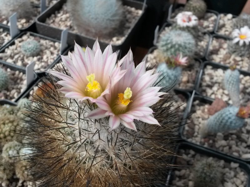 turbinicarpus beguinii f. albiflorus