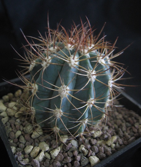 Melocactus azureus 