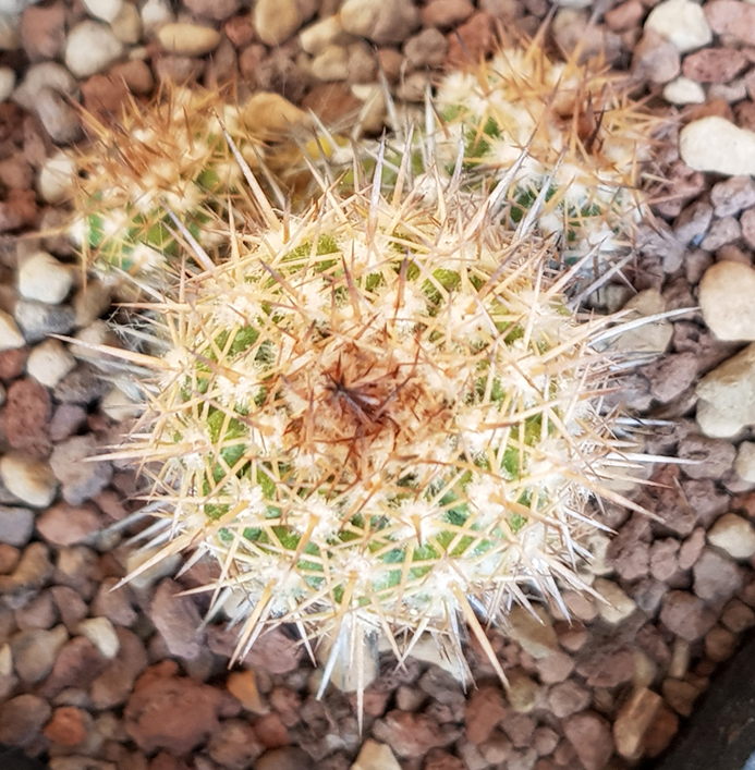 Copiapoa decorticans 