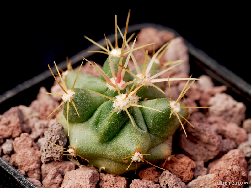 Ferocactus echidne v. rhodanthus 