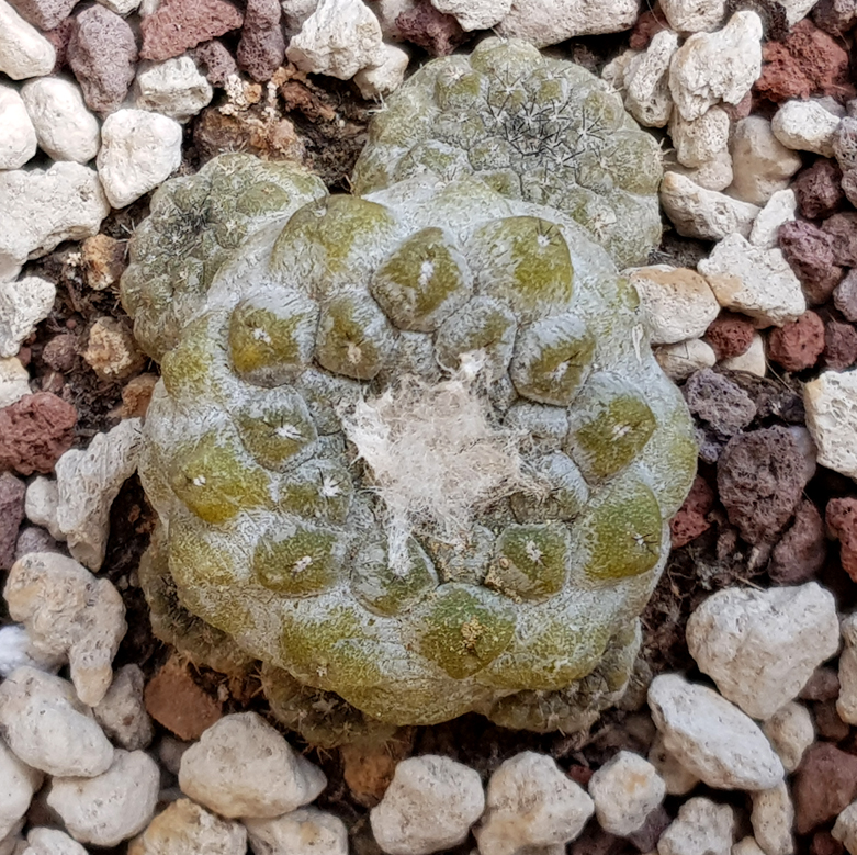 Copiapoa hypogaea v. barquitensis FR 654