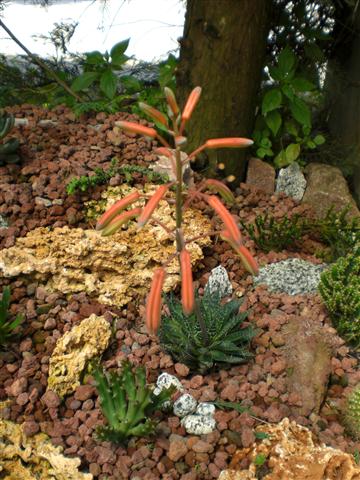 Aloe aristata 