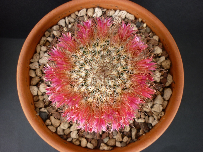 Mammillaria rekoi ssp. leptacantha 