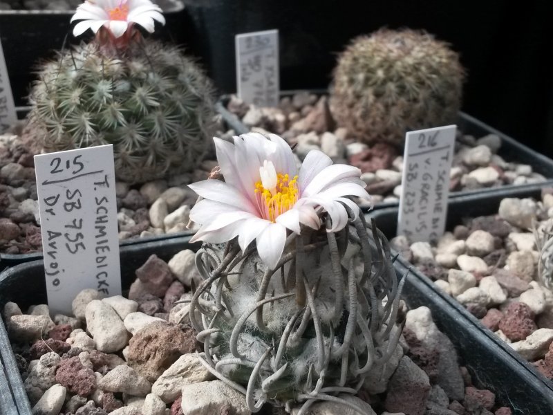 Turbinicarpus schmiedickeanus SB 755