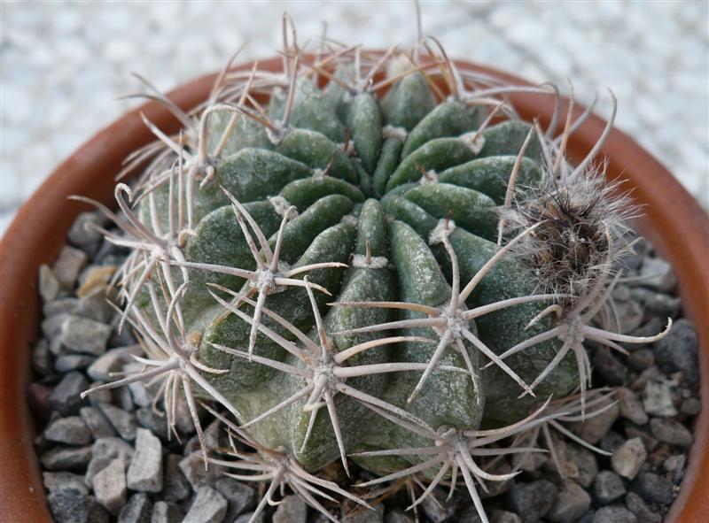 2) Lobivia??  