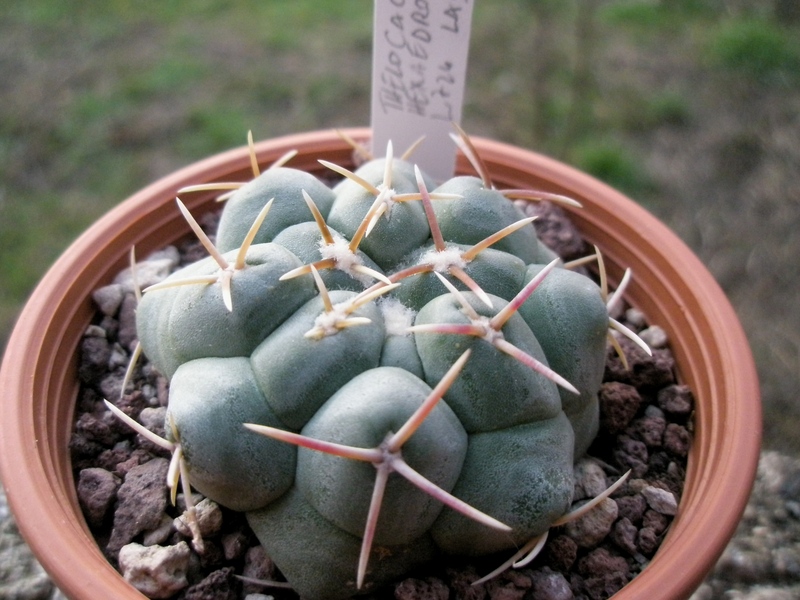 Thelocactus hexaedrophorus 