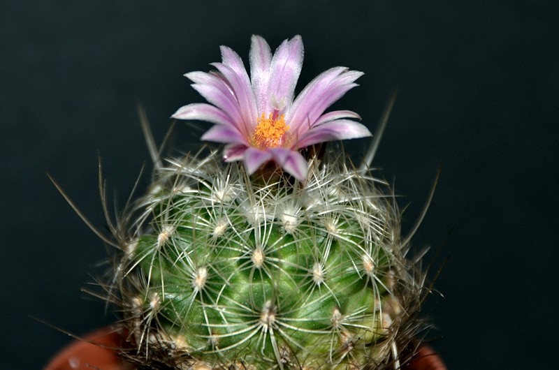 Turbinicarpus knuthianus RS 678