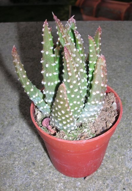 Haworthia papillosa 