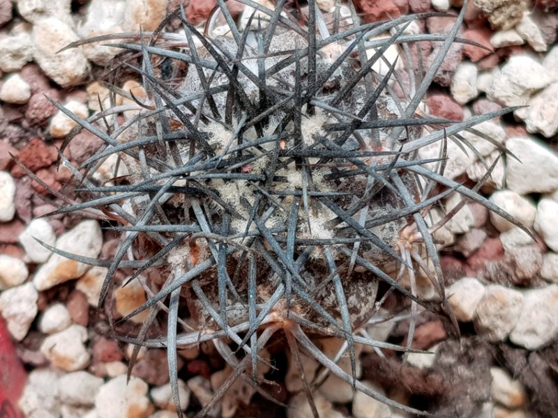 Copiapoa griseoviolacea JA 203