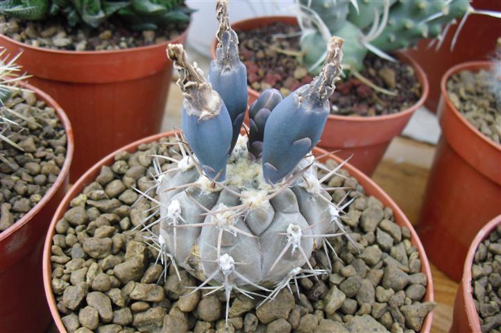 Gymnocalycium glaucum 