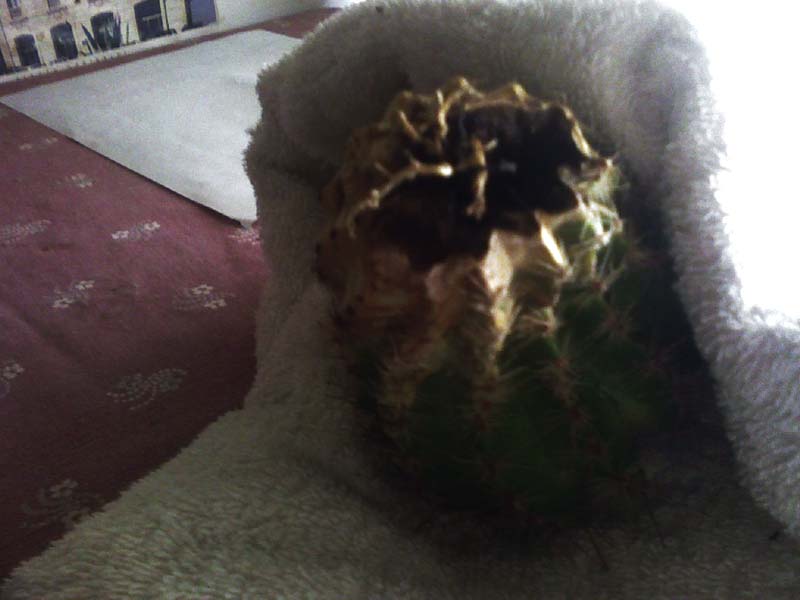 Echinopsis 1 b  