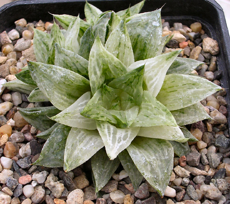 Haworthia retusa cv. mini f. variegata 