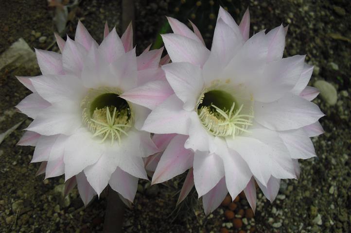 Echinopsis oxygona 