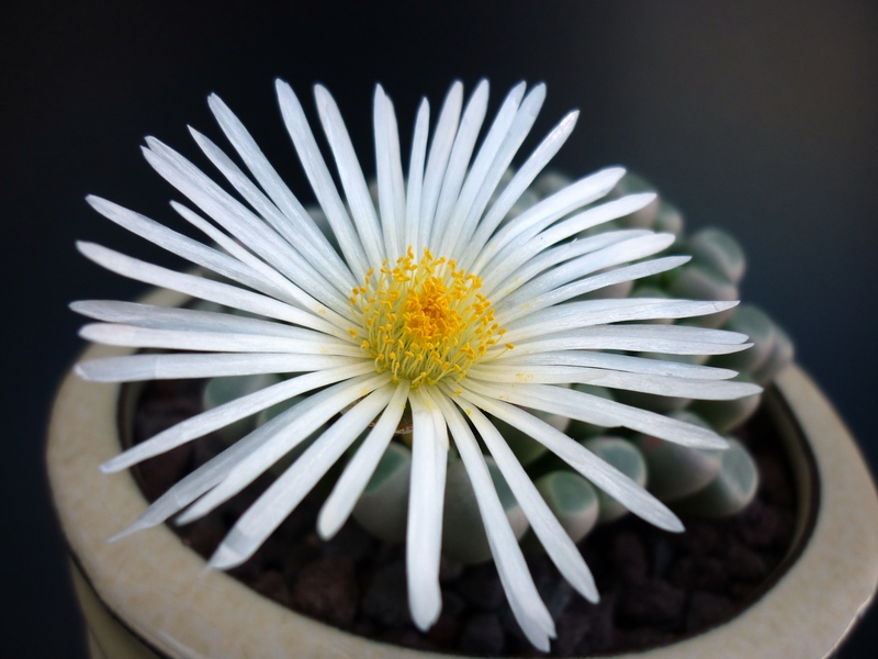 Fenestraria rhopalophylla 