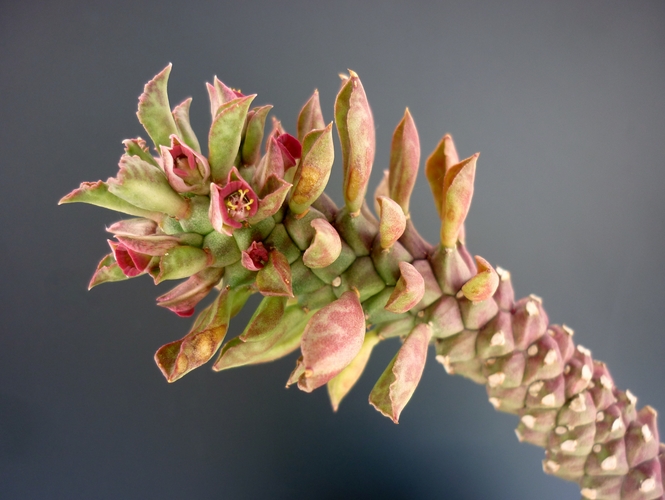 Monadenium guentheri 