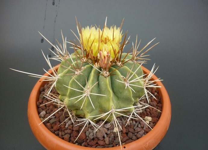 Ferocactus echidne 