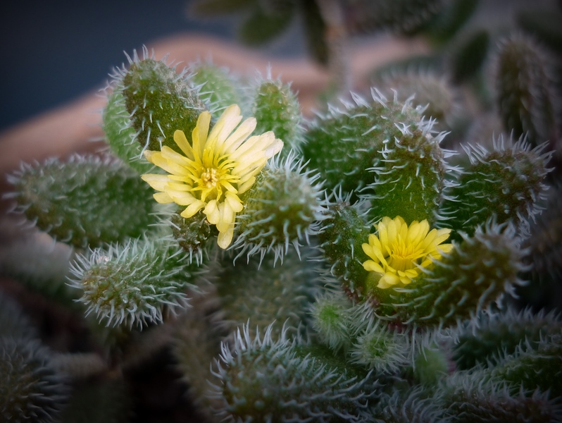 Delosperma echinatum 