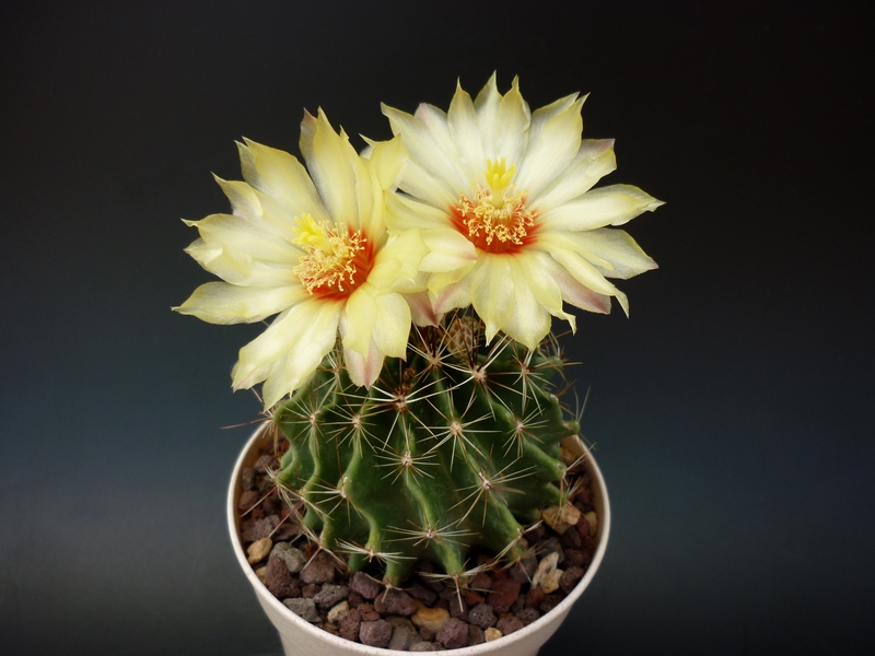 Thelocactus setispinus 