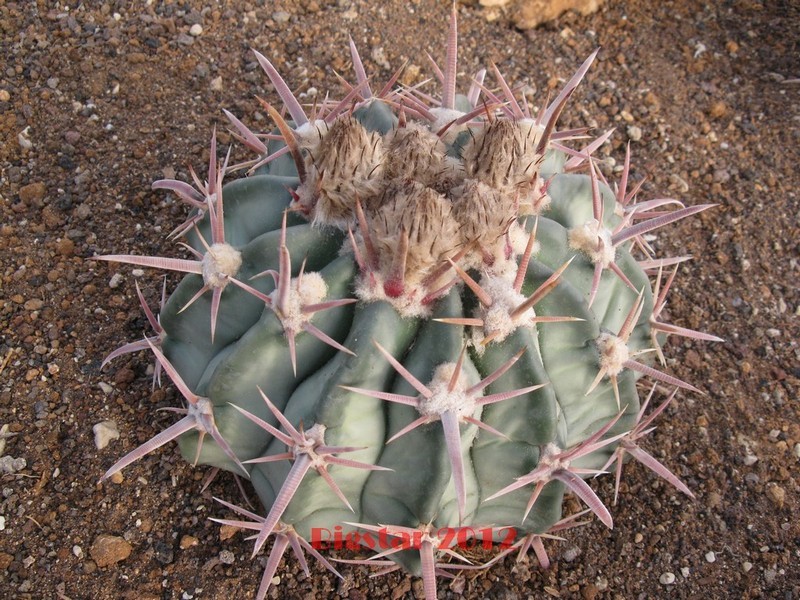 Echinocactus texensis 