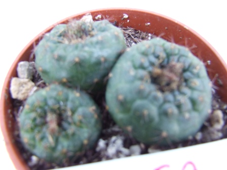 Frailea pygmeana 