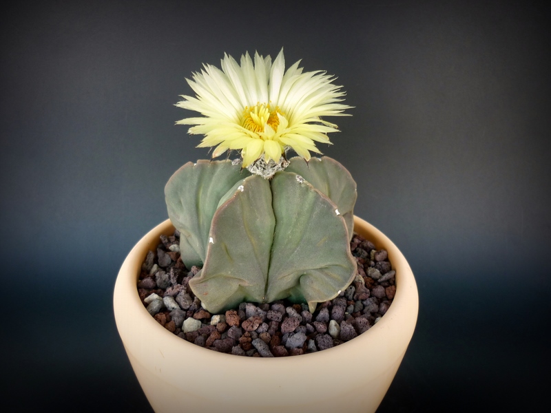 Astrophytum myriostigma v. nudum 