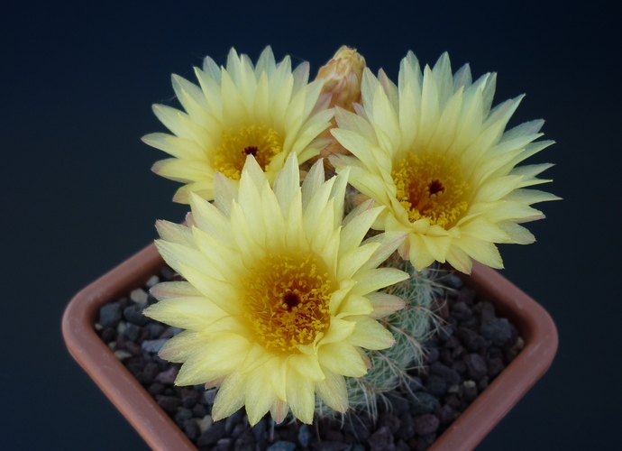 Notocactus concinnus v. apricus 