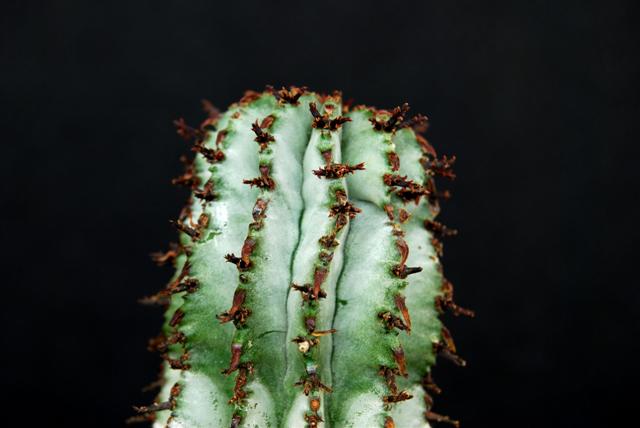 Euphorbia polygona 