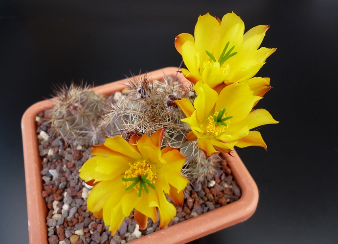 echinocereus subinermis ssp. ochoterenae