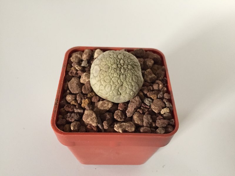 Pseudolithos eylensis 