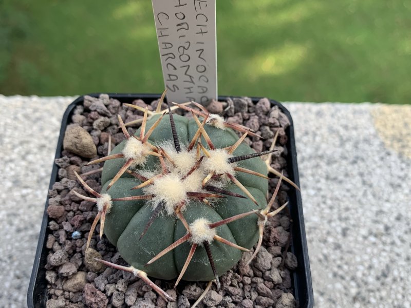 Echinocactus horizonthalonius 