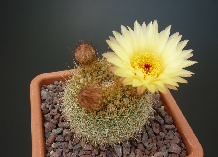 Notocactus concinnus v. apricus 