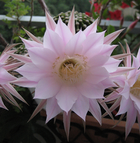 Echinopsis multiplex 