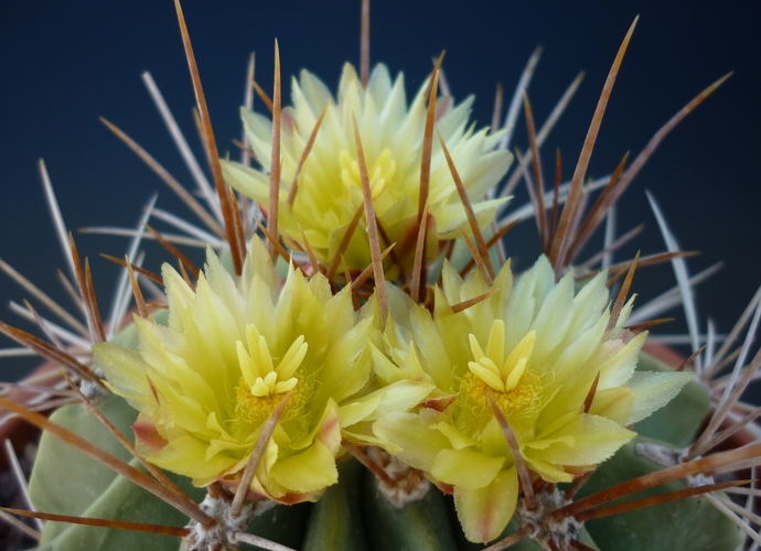 Ferocactus echidne 