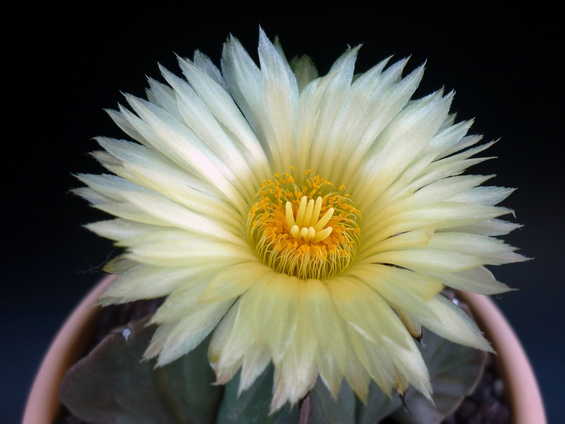 Astrophytum myriostigma v. nudum 