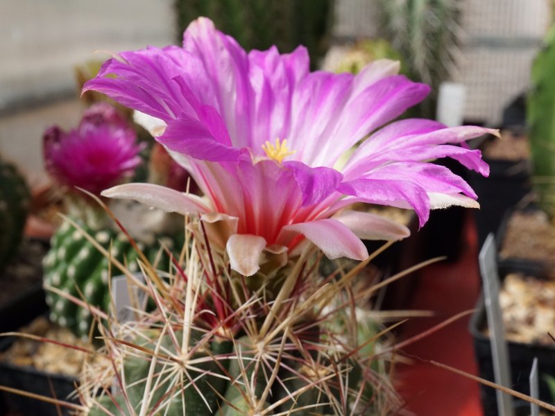 Thelocactus bicolor 