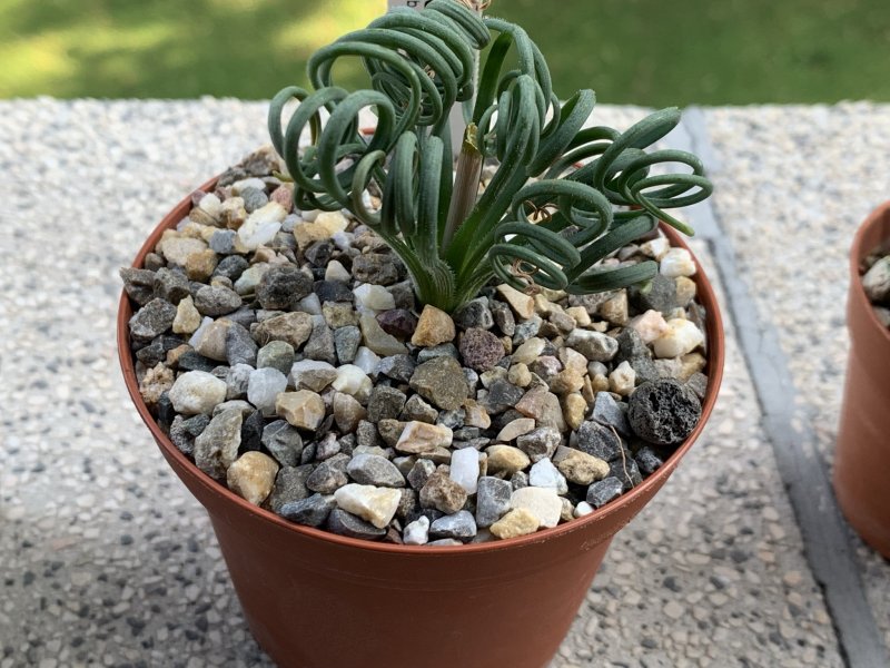 Albuca spiralis 