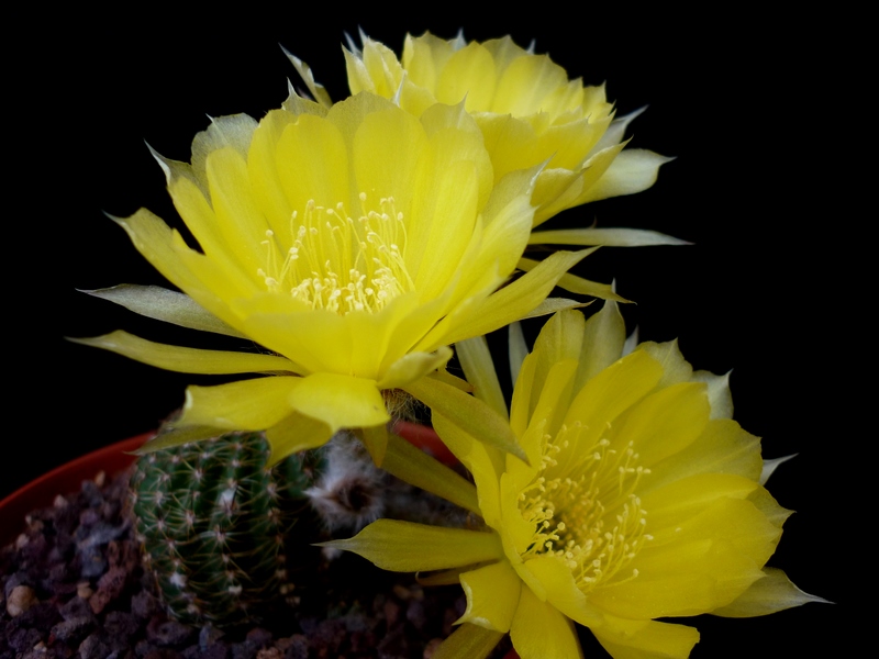 Lobivia arachnacantha 