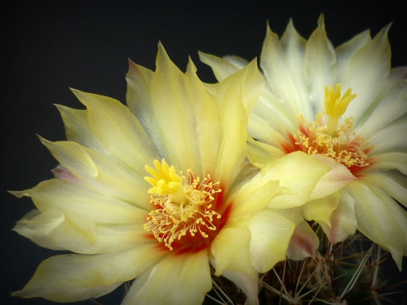 Thelocactus setispinus 