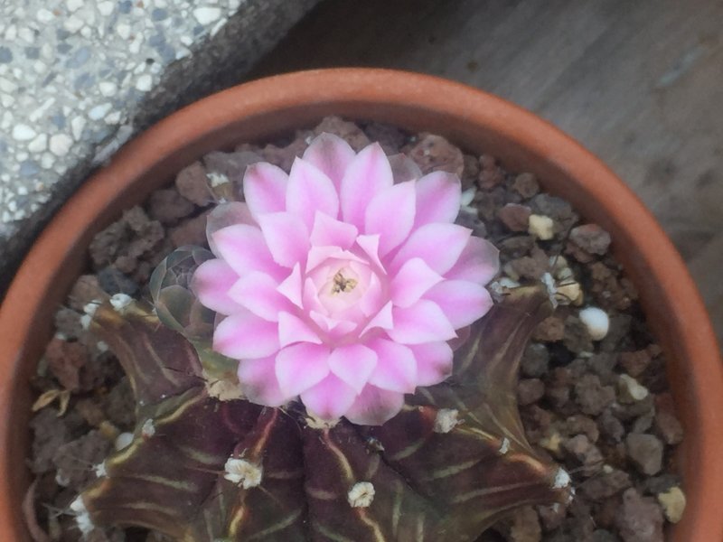 Gymnocalycium stenopleurum 