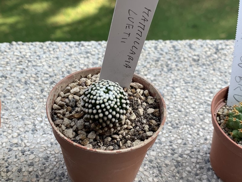 Mammillaria luethyi 