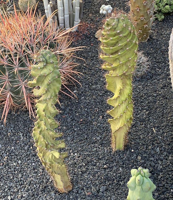 cereus forbesii cv. spiralis