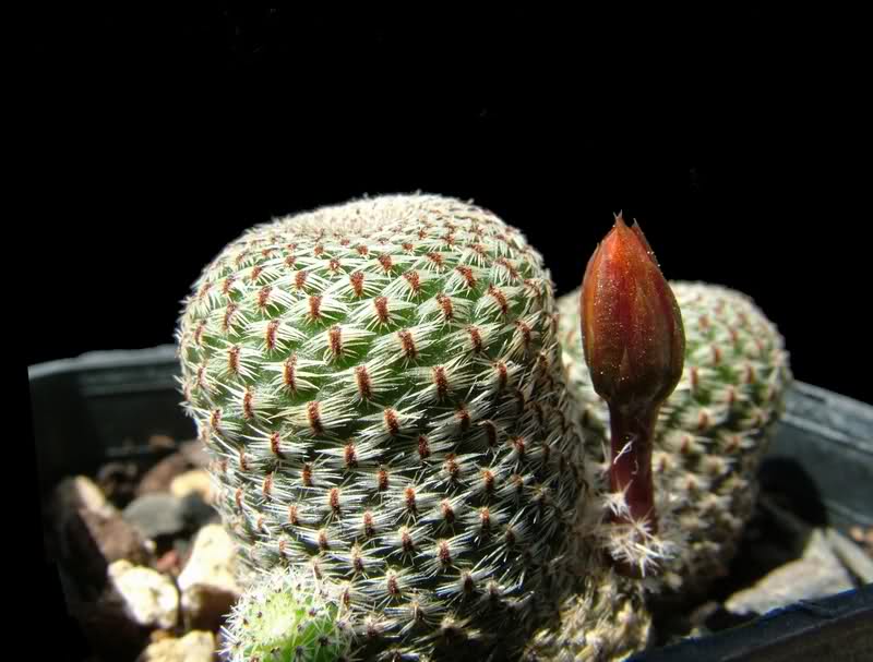 Rebutia heliosa R314