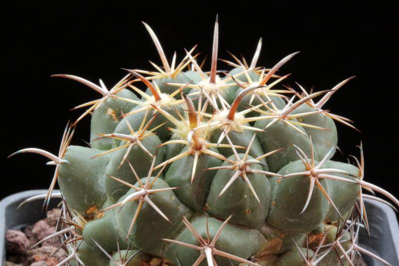 Coryphantha difficilis GL 53