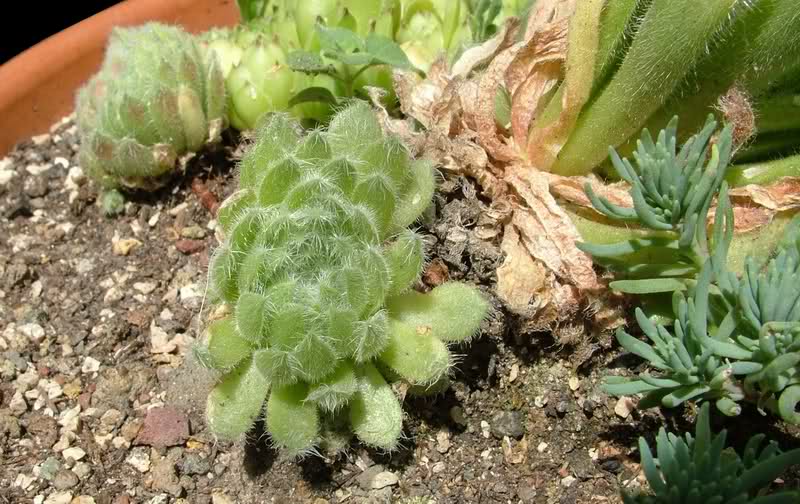 sempervivum ciliosum