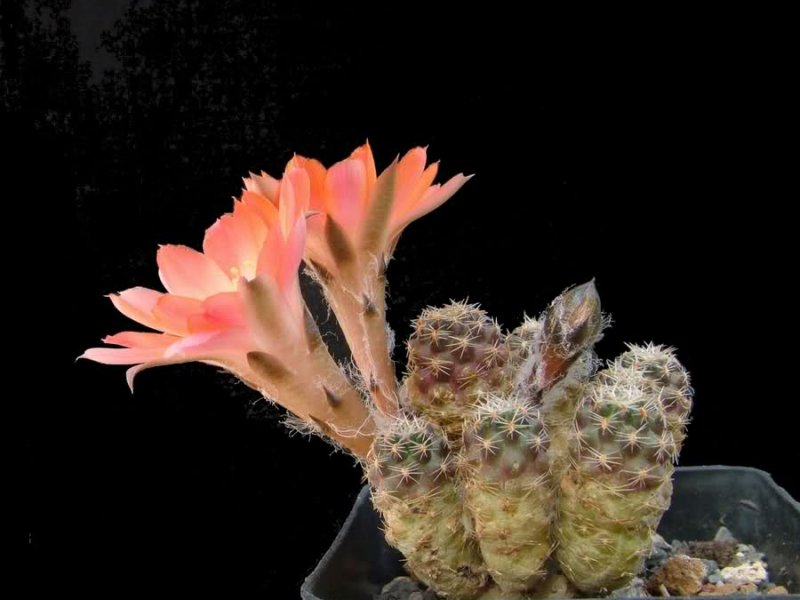 Rebutia pygmaea KK972