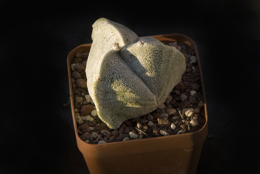 Astrophytum myriostigma f. tricostatum 